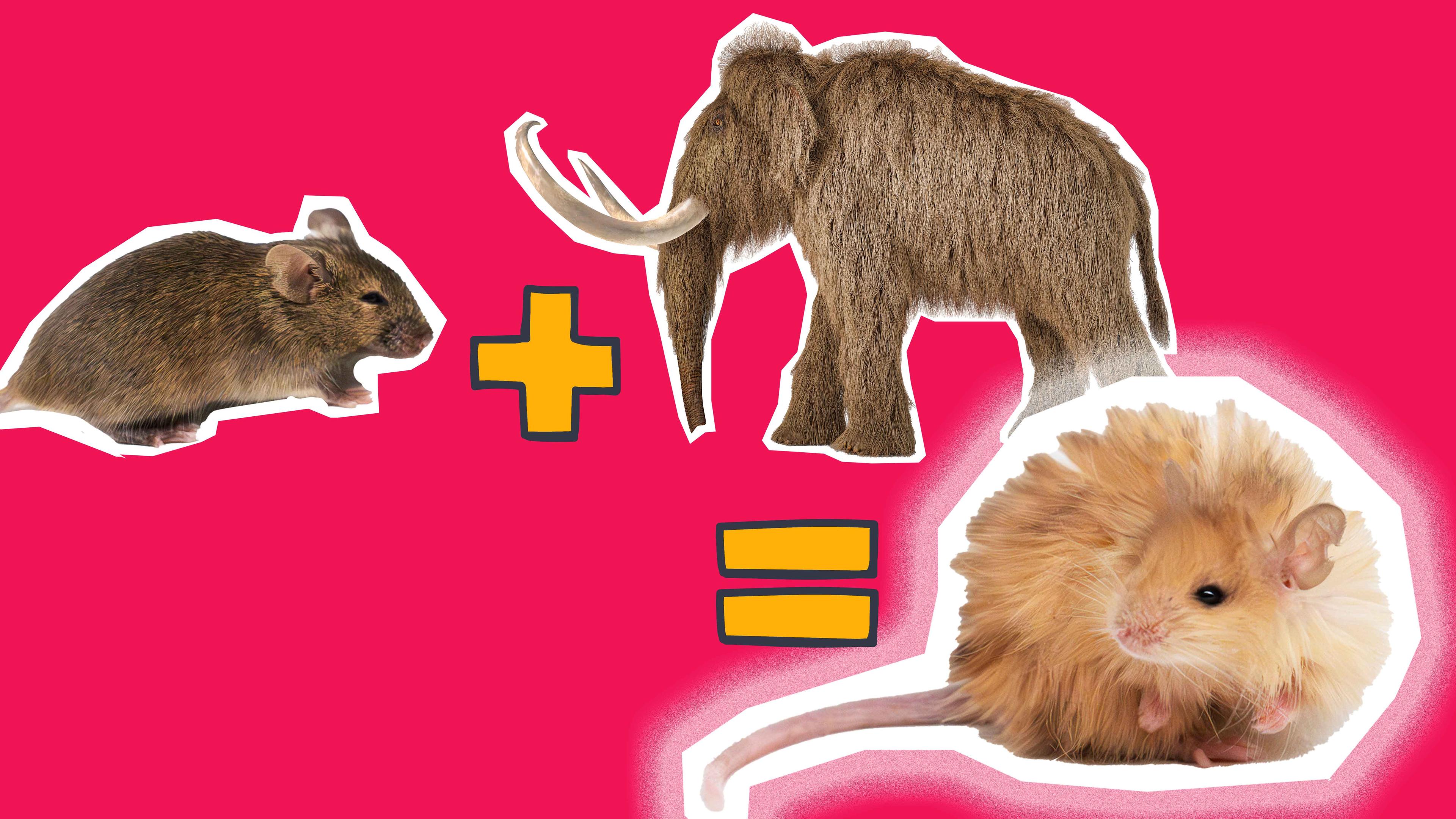 Wollhaarmaus