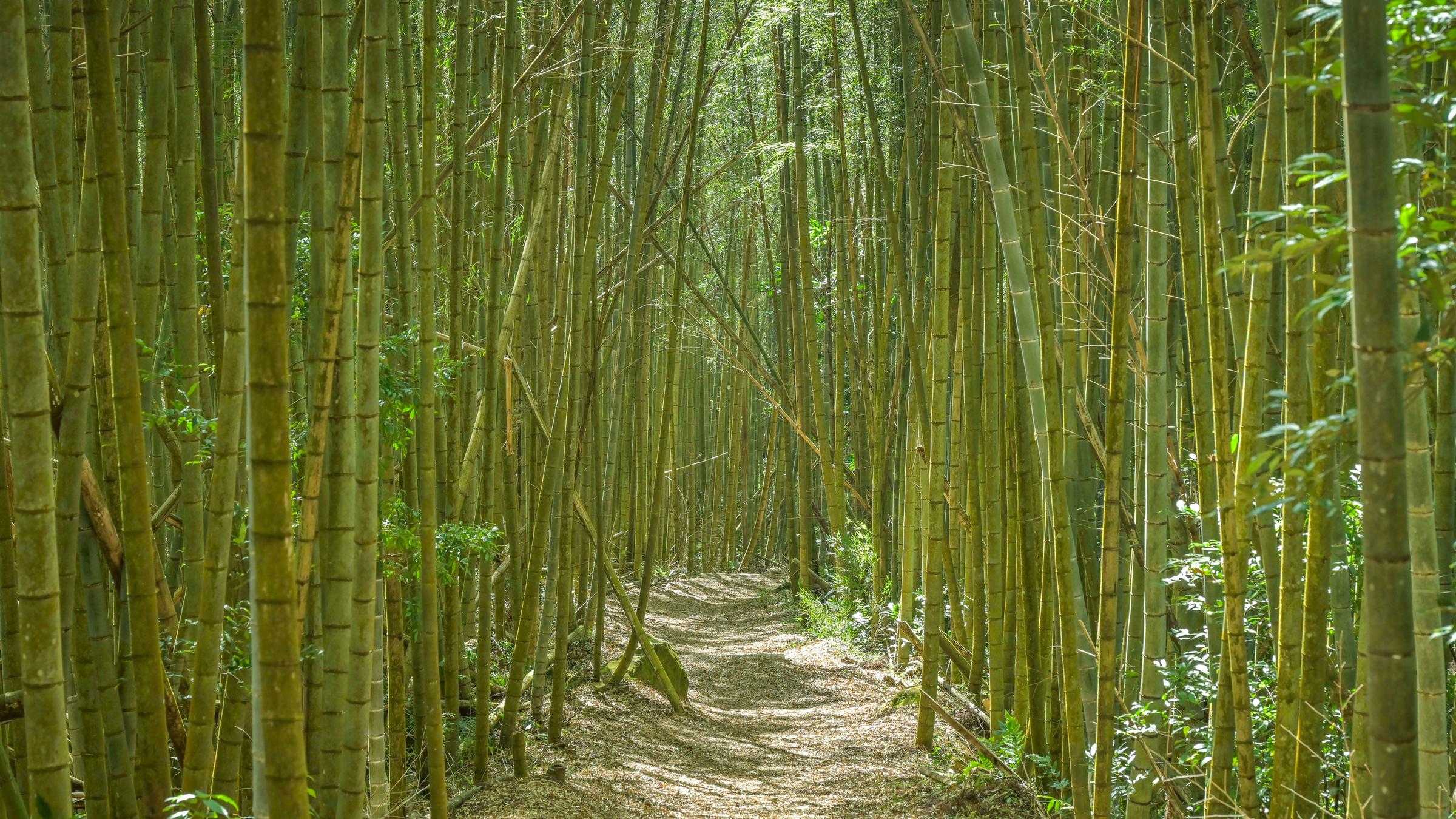 Das Bild zeigt einen Blick in einen Bambuswald. 