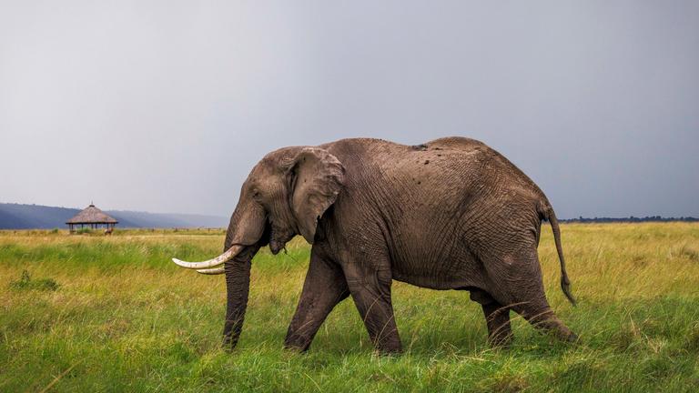 Ein ausgewachsener Elefant streift durch das Steppengras.
