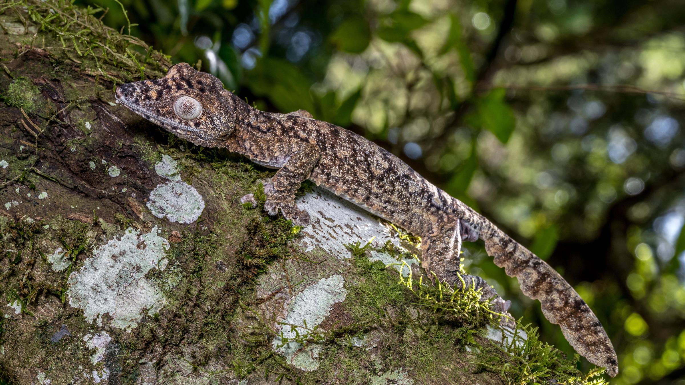 Perfekt getarnt sitzt der sogenannte Riesenplattschwanzgecko auf einem Ast. Seine braungemusterte Reptilienhaut passt sich genau seinem Lebensraum an. 