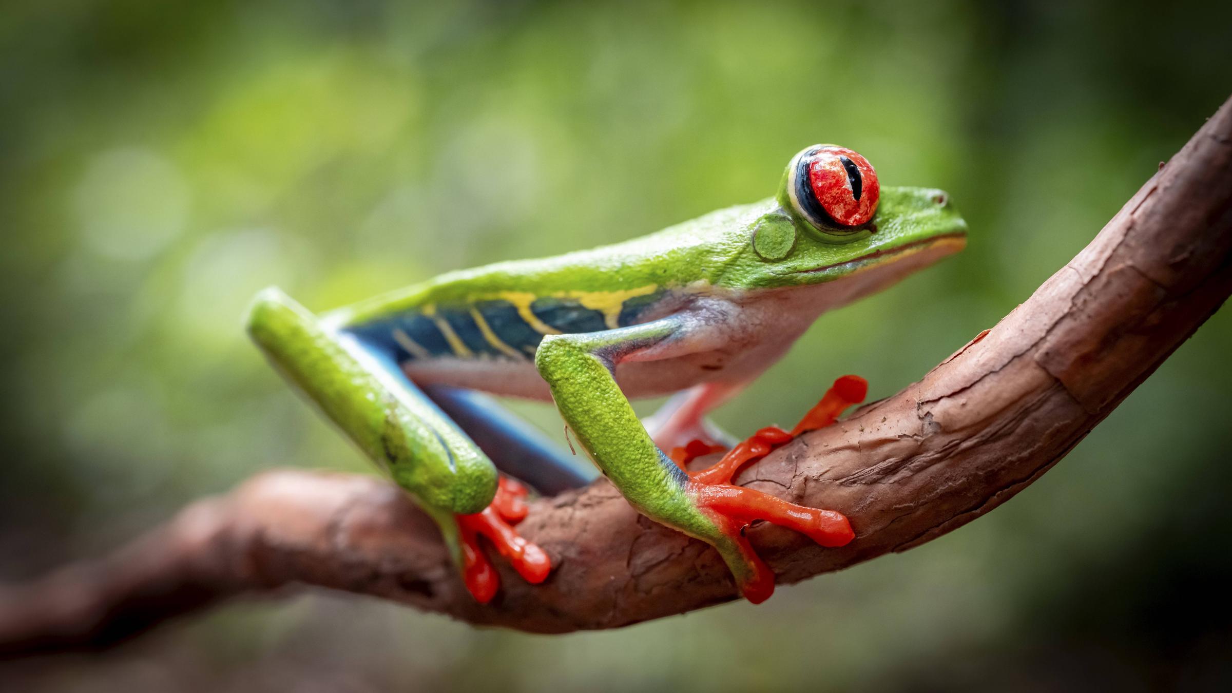 Ein Rotaugenlaubfrosch sitzt auf einem Blatt, mit leuchtend roten Augen und grüner Haut. Der Frosch hebt sich lebendig von der grünen Umgebung ab, während er in typischer Haltung verharrt.