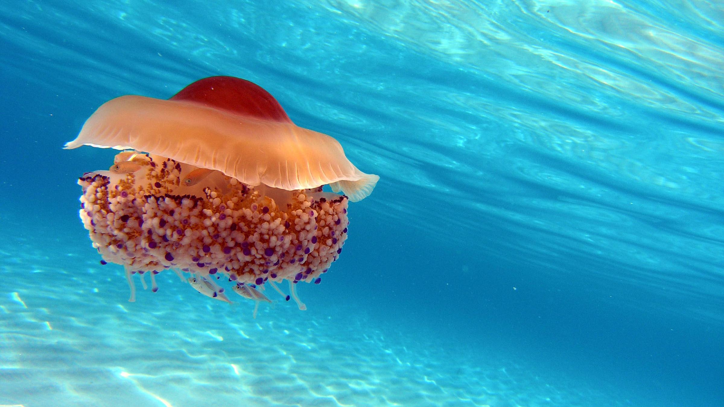 Auf dem Bild ist eine sogenannte Spiegeleiqualle zu sehen. Mit ihrer runden Form erinner sie an ein im Wasser schwebendes Spiegelei. 