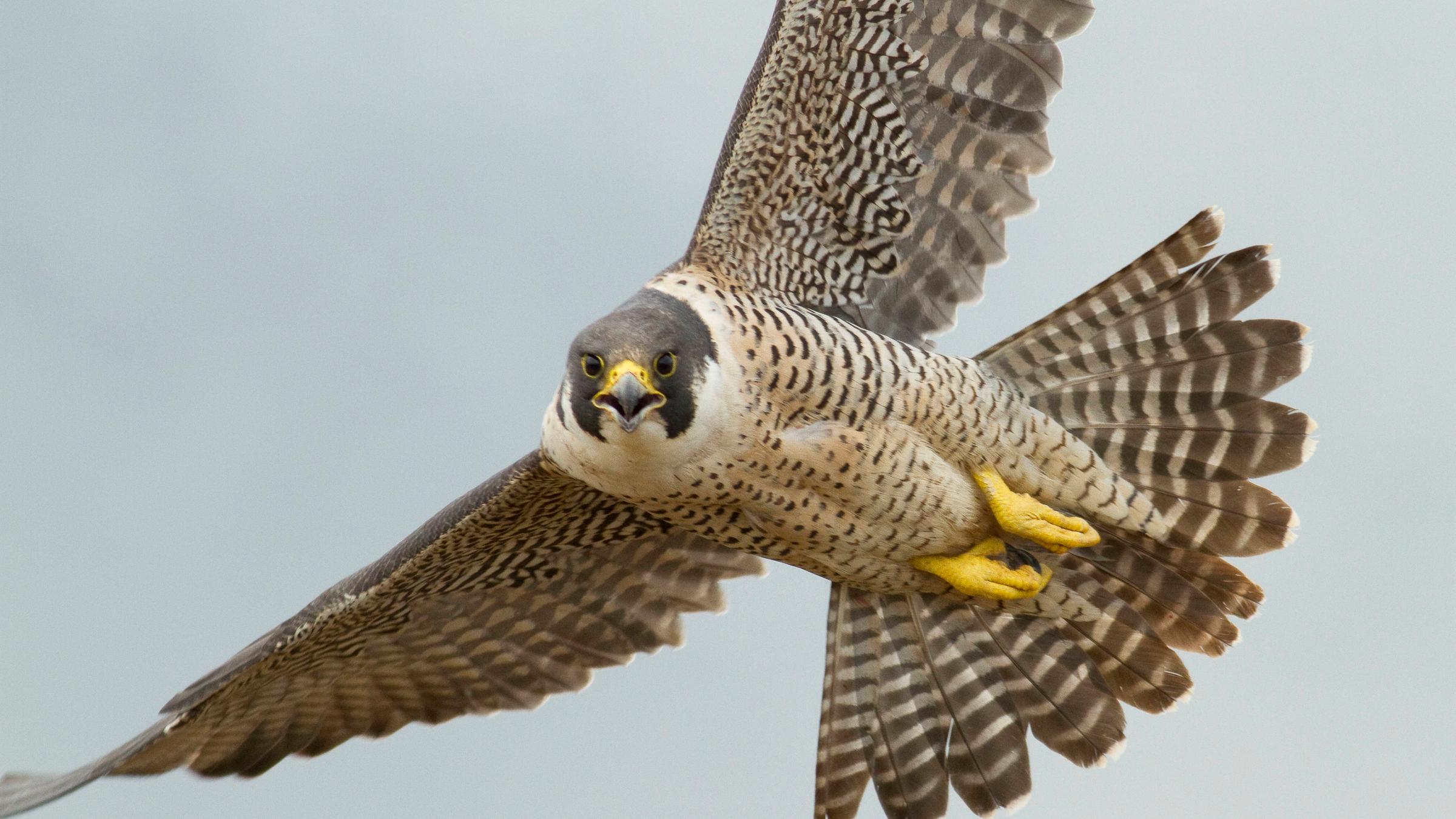 Ein Wanderfalke breitet seine braun-beige gemusterten Flügel aus und schaut direkt in die Kamera. 