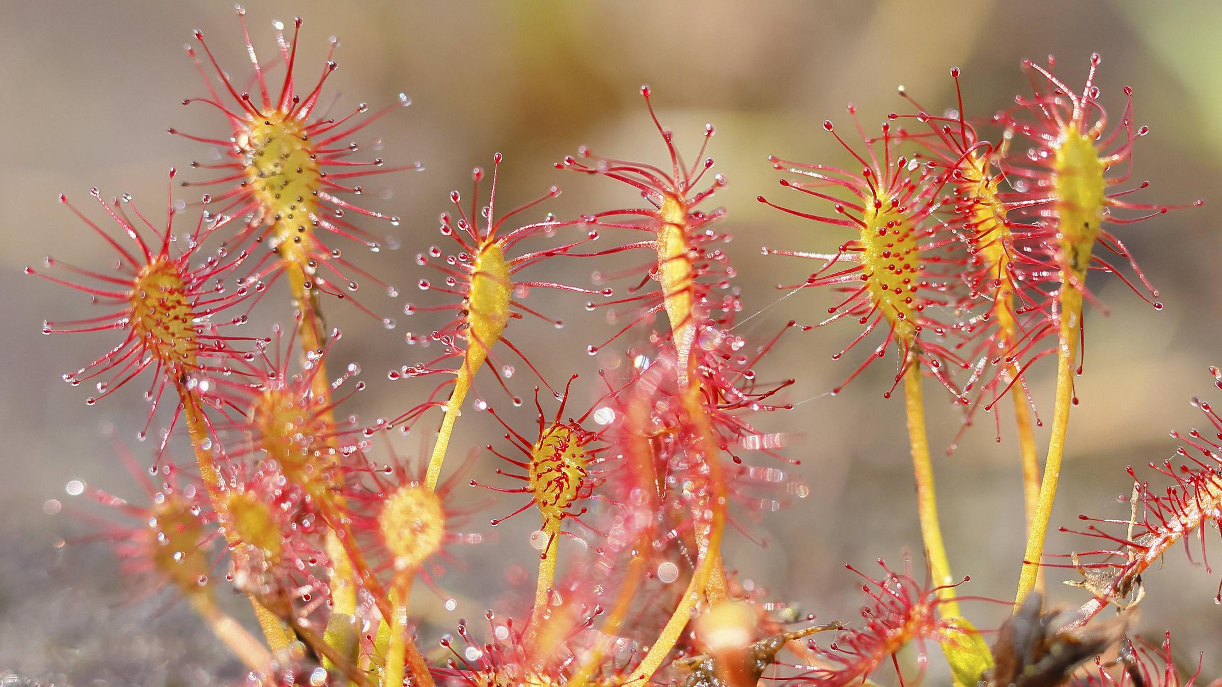 Ein Sonnentau mit glitzernden, roten Tentakeln, die in der Sonne leuchten. Die Pflanze hat einen rosettenartigen Wuchs und fängt mit ihren klebrigen Drüsen Insekten.