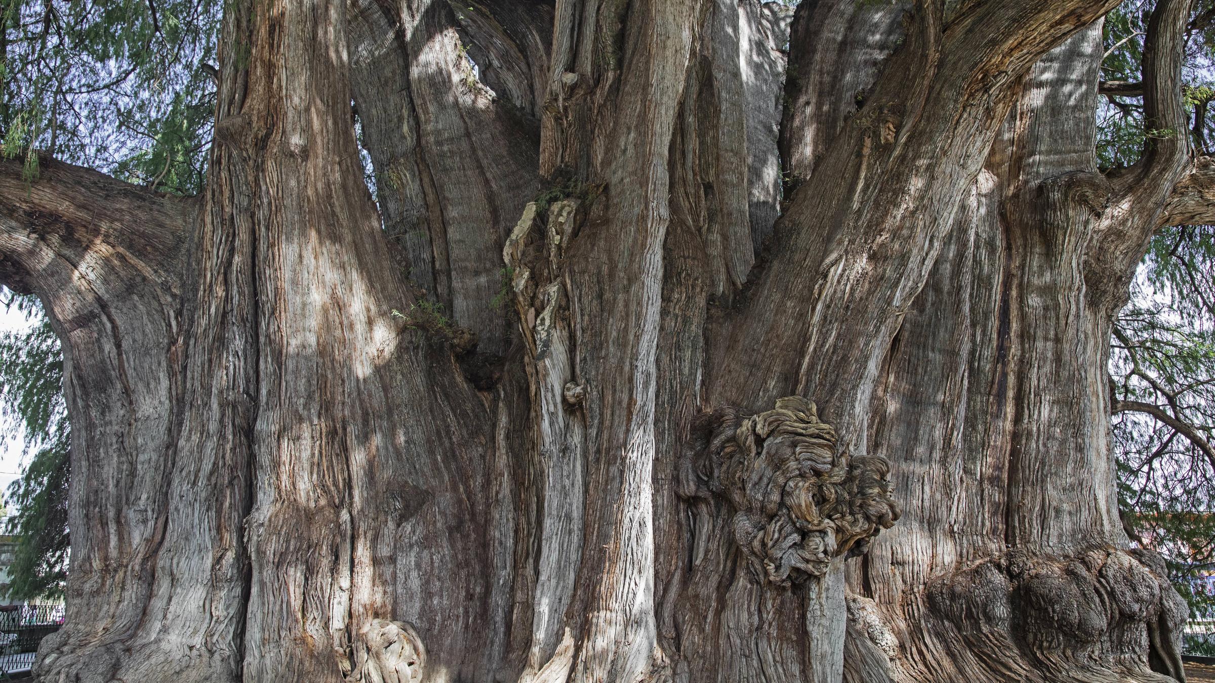 Die mexikanische Sumpfzypresse aus Santa Maria del Tule hat einen beeindruckenden Stammumfang von 58 m.
