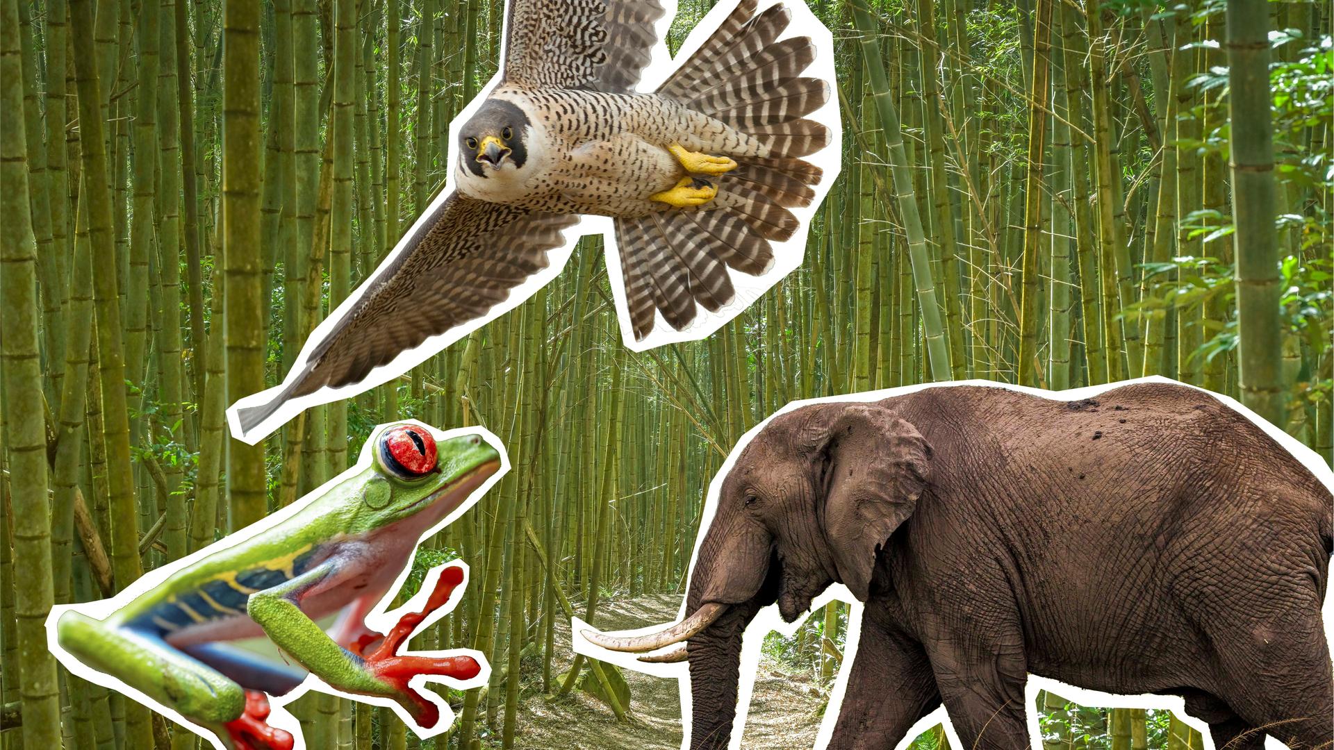 Vor einem Bambuswald sind ein Wanderfalke, ein Streifentenrek und ein Rotaugenfrosch zu sehen.
