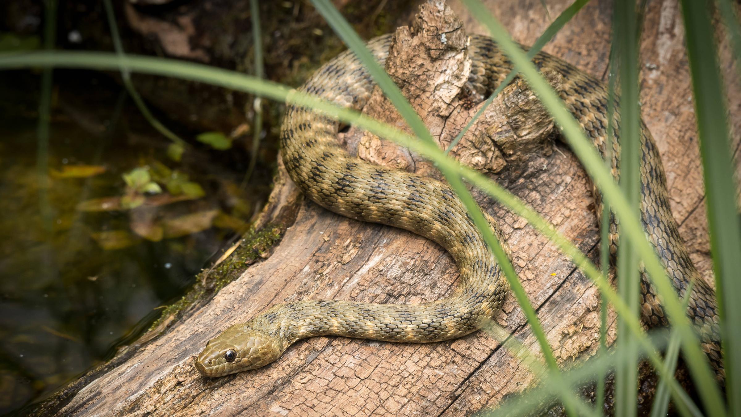 Eine Würfelnatter schlängelt sich um einen Baumstamm umher.