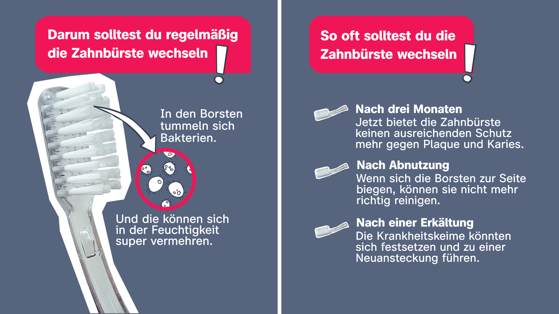 Zahnbürste - So oft solltet ihr wechseln - Grafik