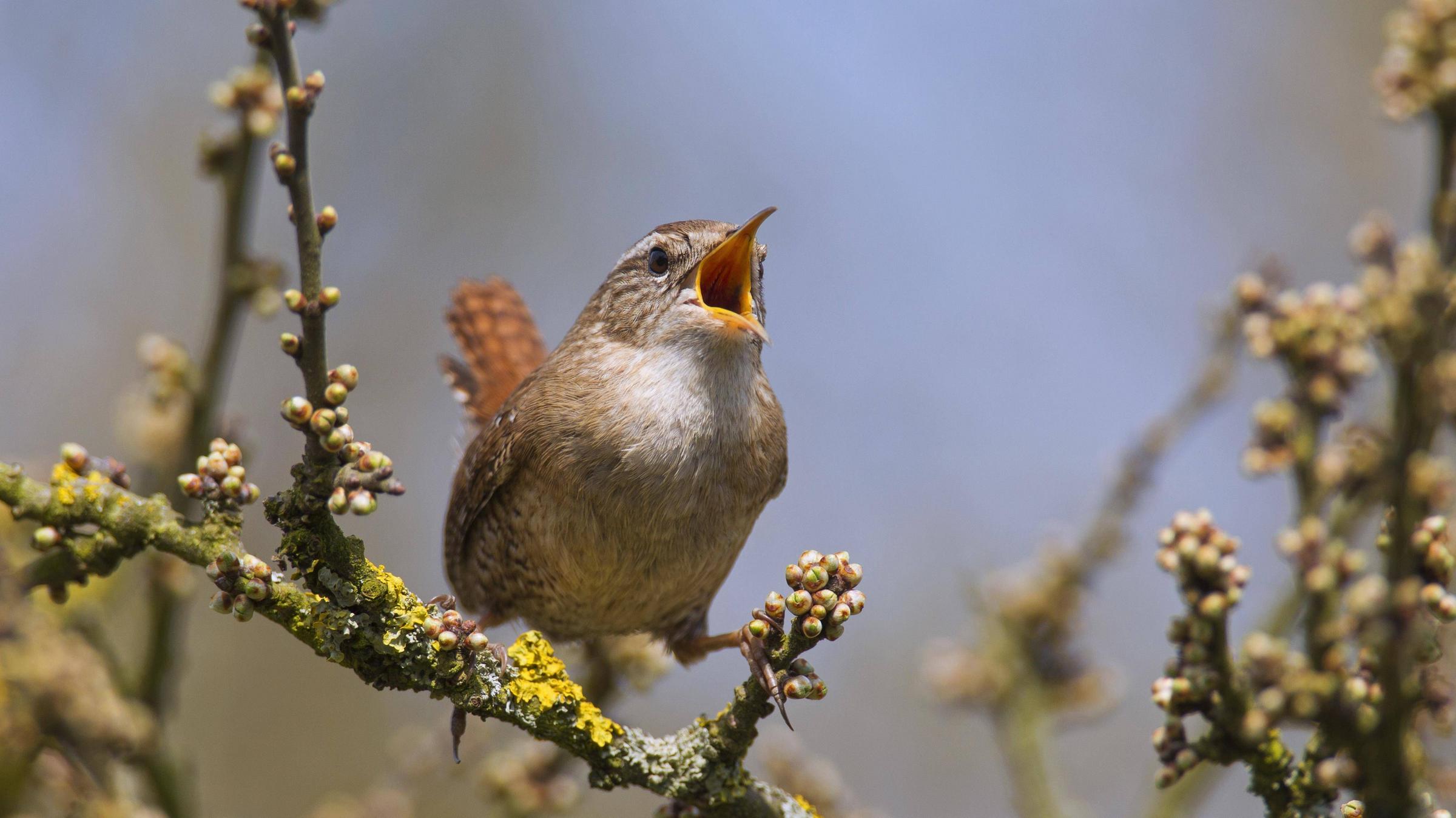 Ein Zaunkönig sitzt auf einem Ast und singt laut.