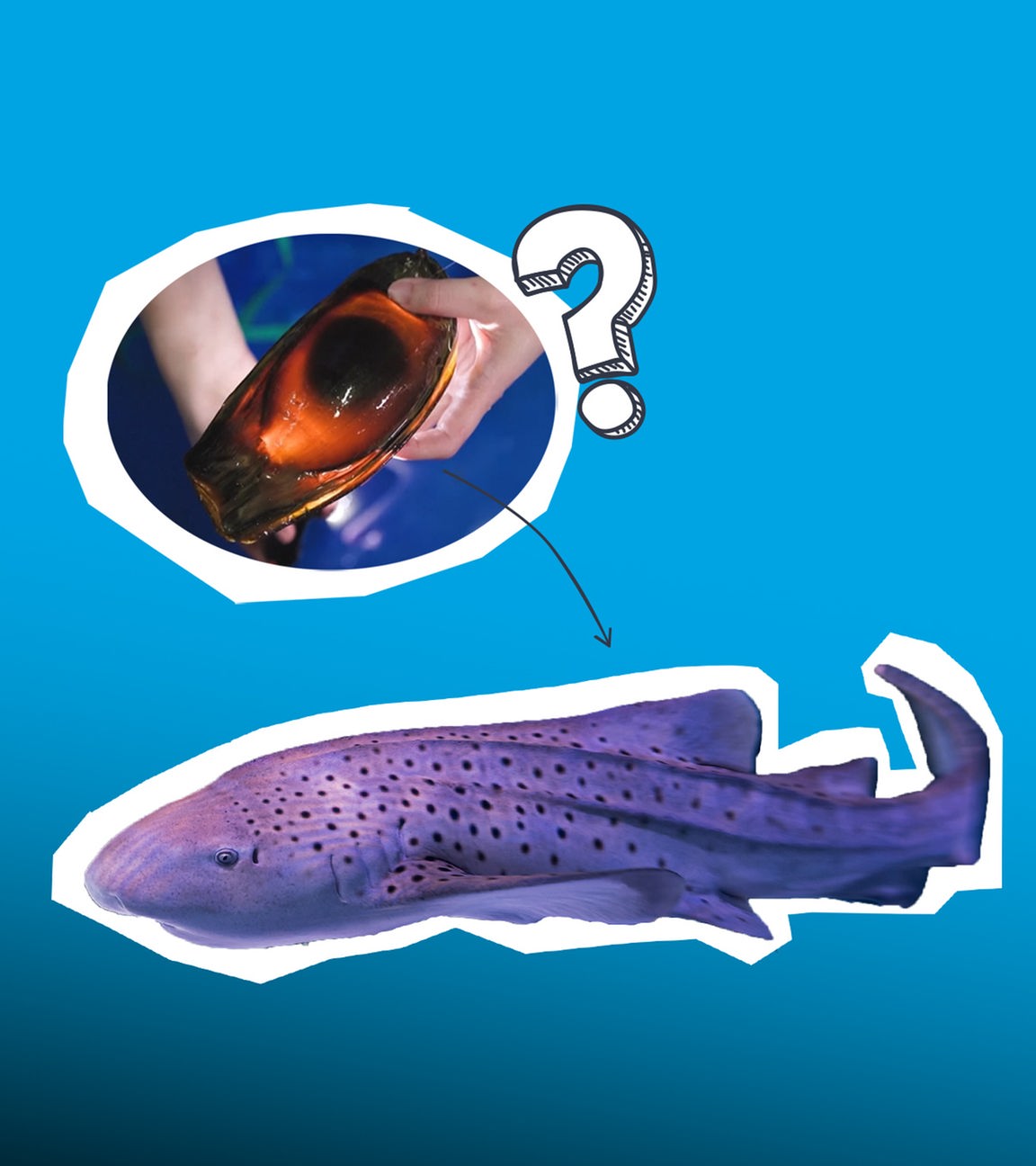 Ein Ei eines Zebrahais.