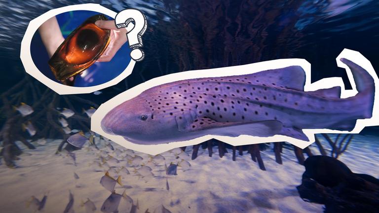 Ein Ei eines Zebrahais.