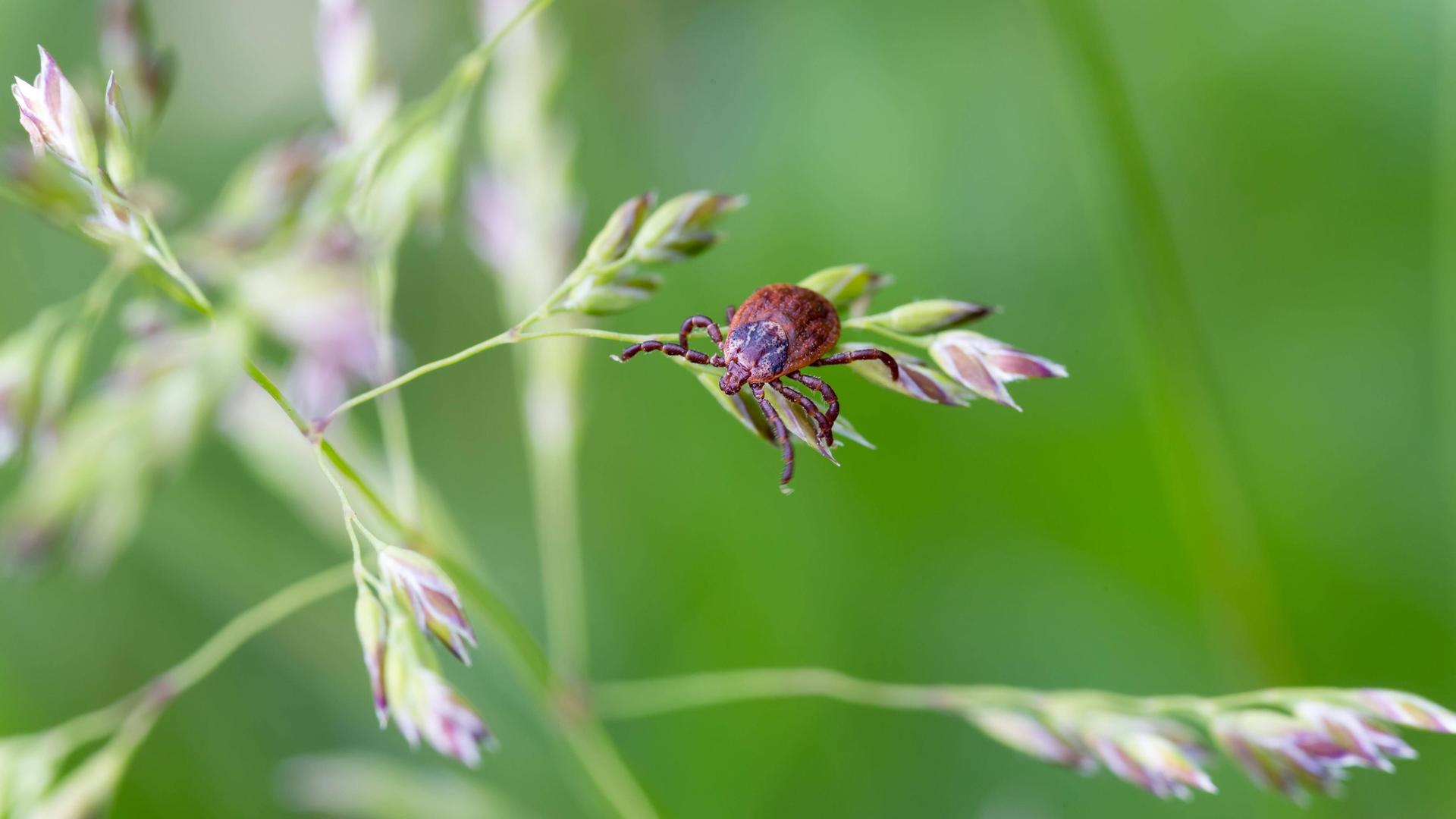 Zecke sitzt auf einem Grashalm