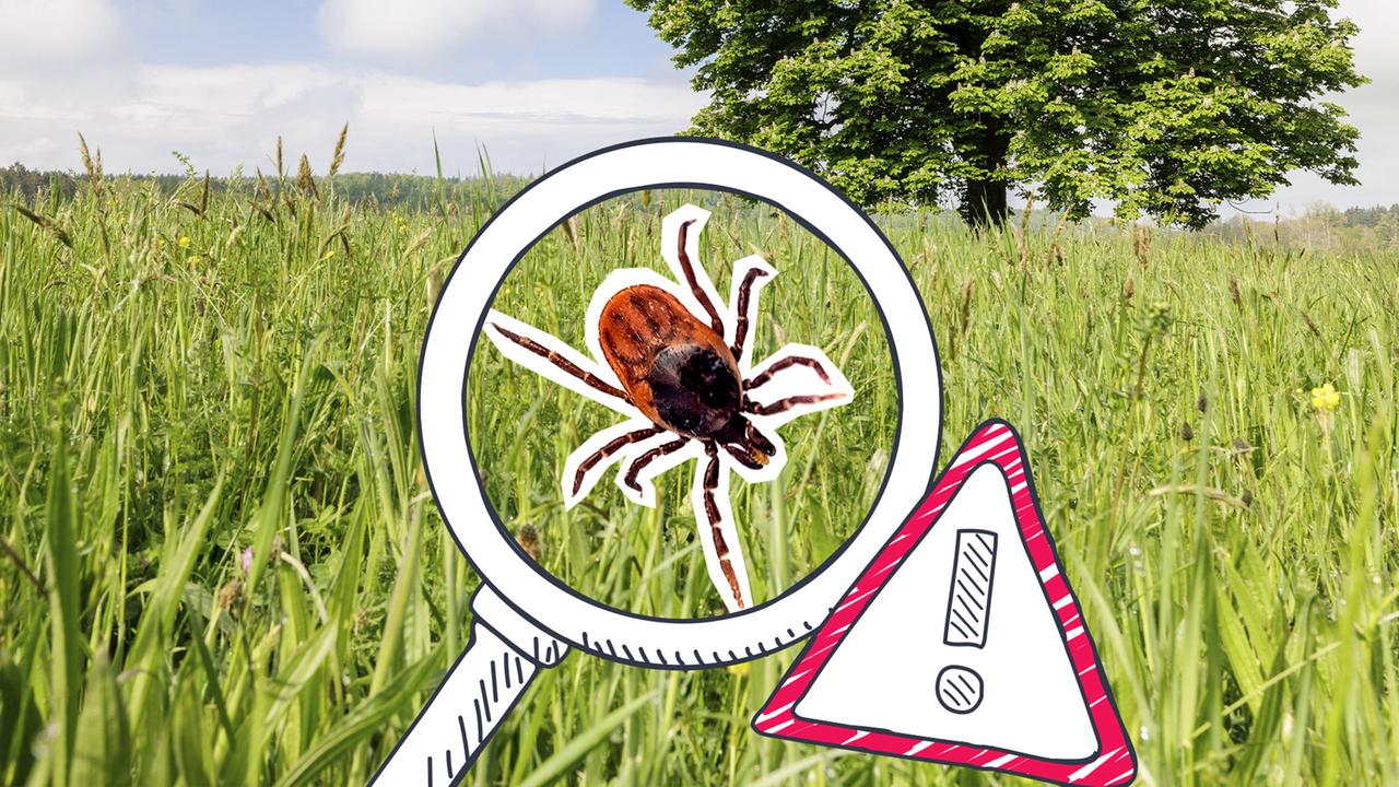 Schutz vor Zecken