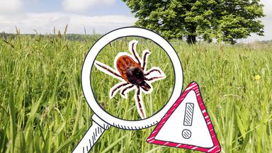 Schutz vor Zecken