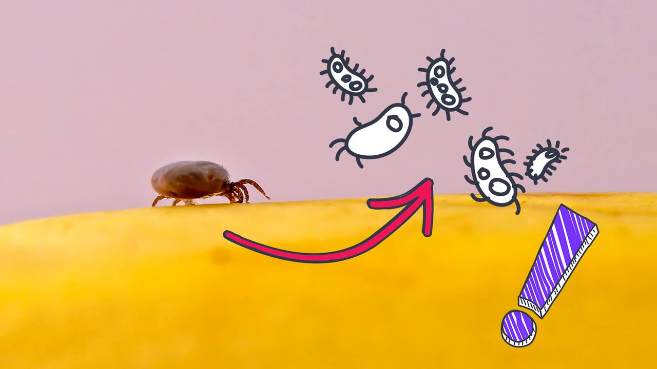 Zecken übertragen Krankheiten