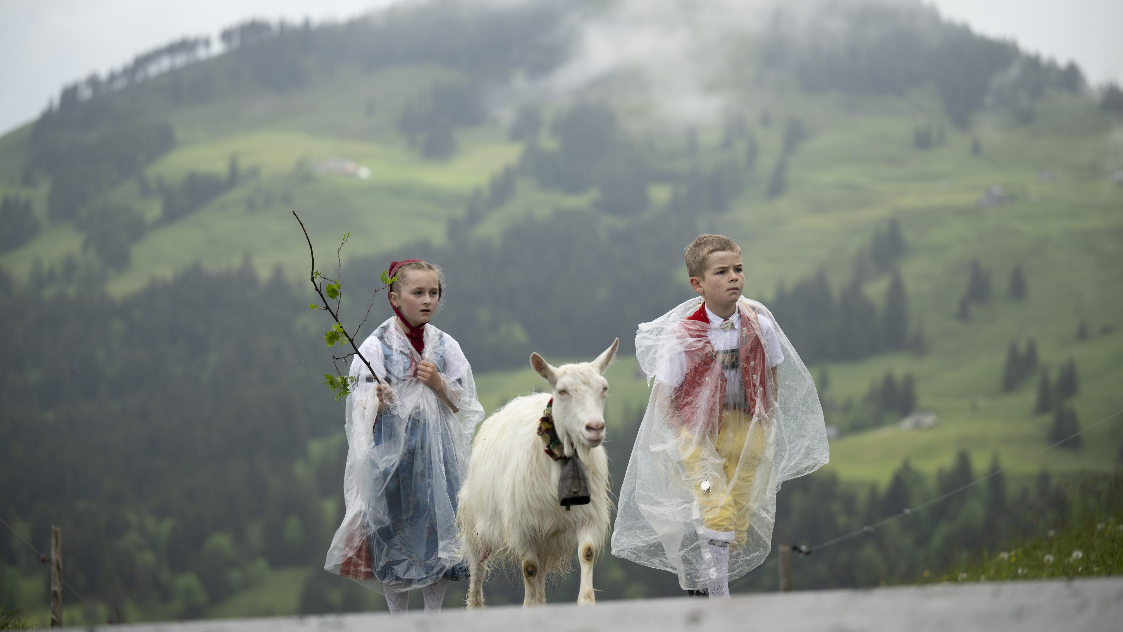 Zwei Kinder laufen mit einer Ziege einen Berg in der Schweiz hoch.