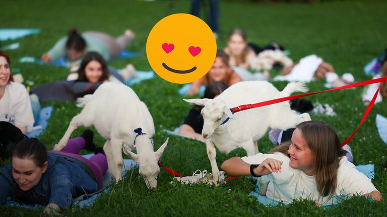 Ziegenyoga-Rekordversuch