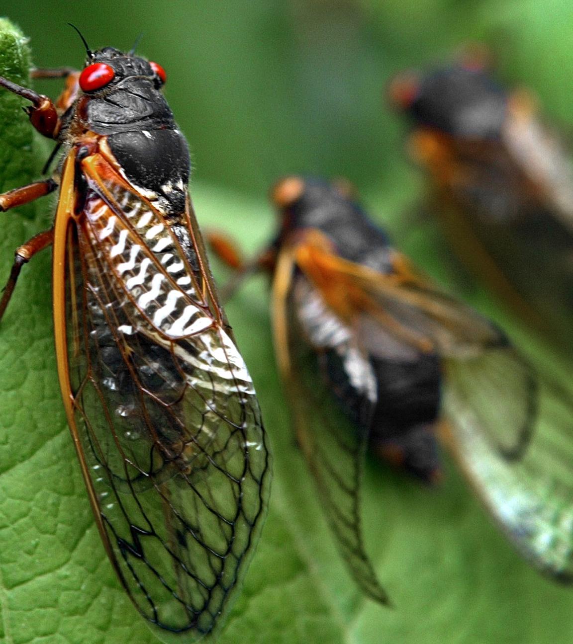 Zikaden auf Blatt