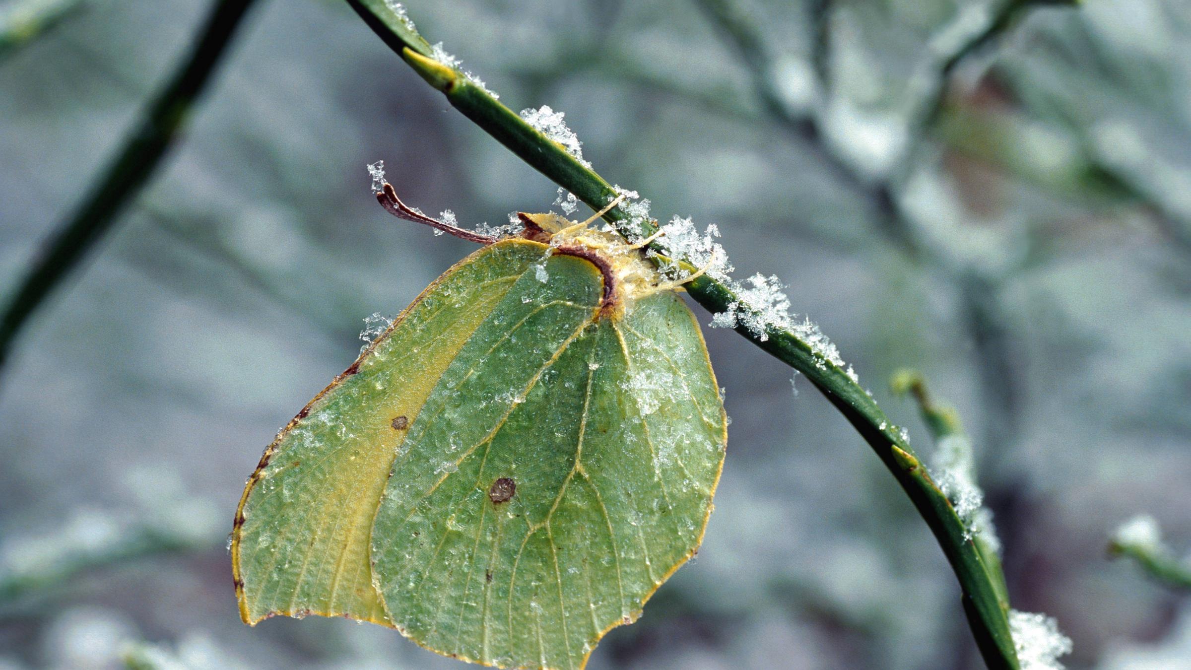 Zitronenfalter hängt an einem schneebeckten Zweig