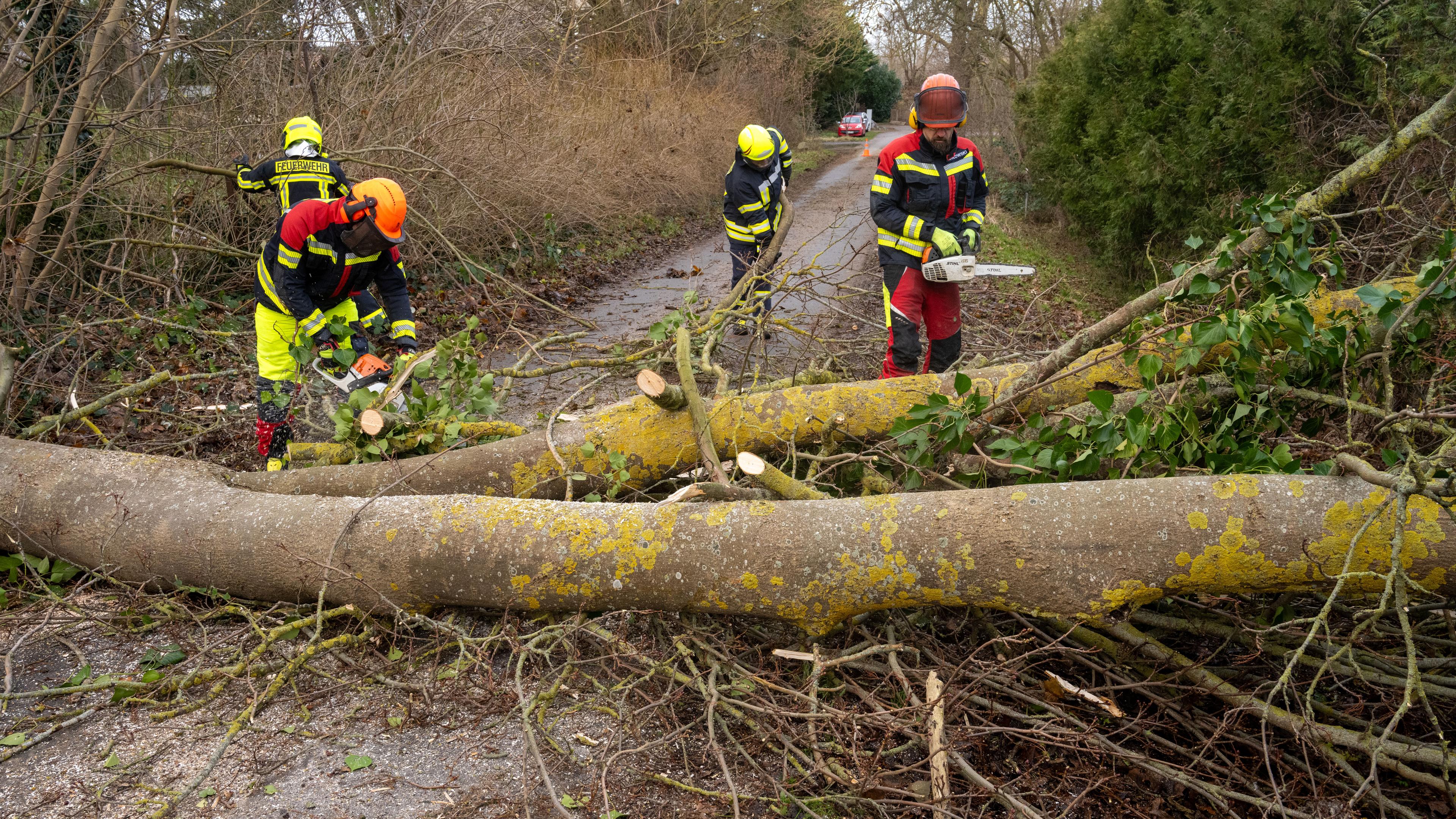 Die Einsatzkräfte der Freiwilligen Feuererwehren Stralsund und Altefähr räumen in Gustrowerhöfen bei Altefähr einen umgestürzten Baum