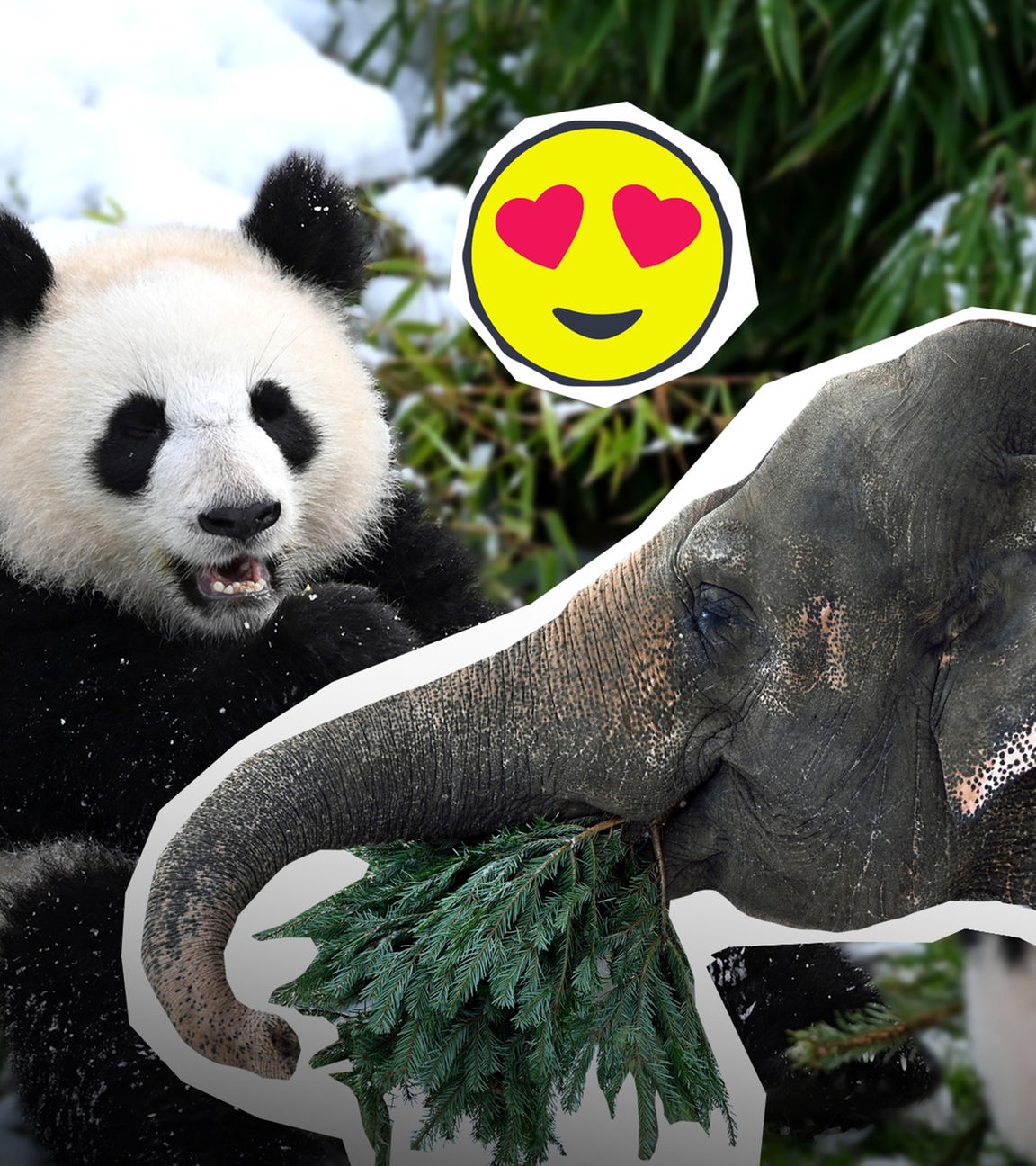 Die Tiere im Berliner Zoo essen Weihnachtsbäume