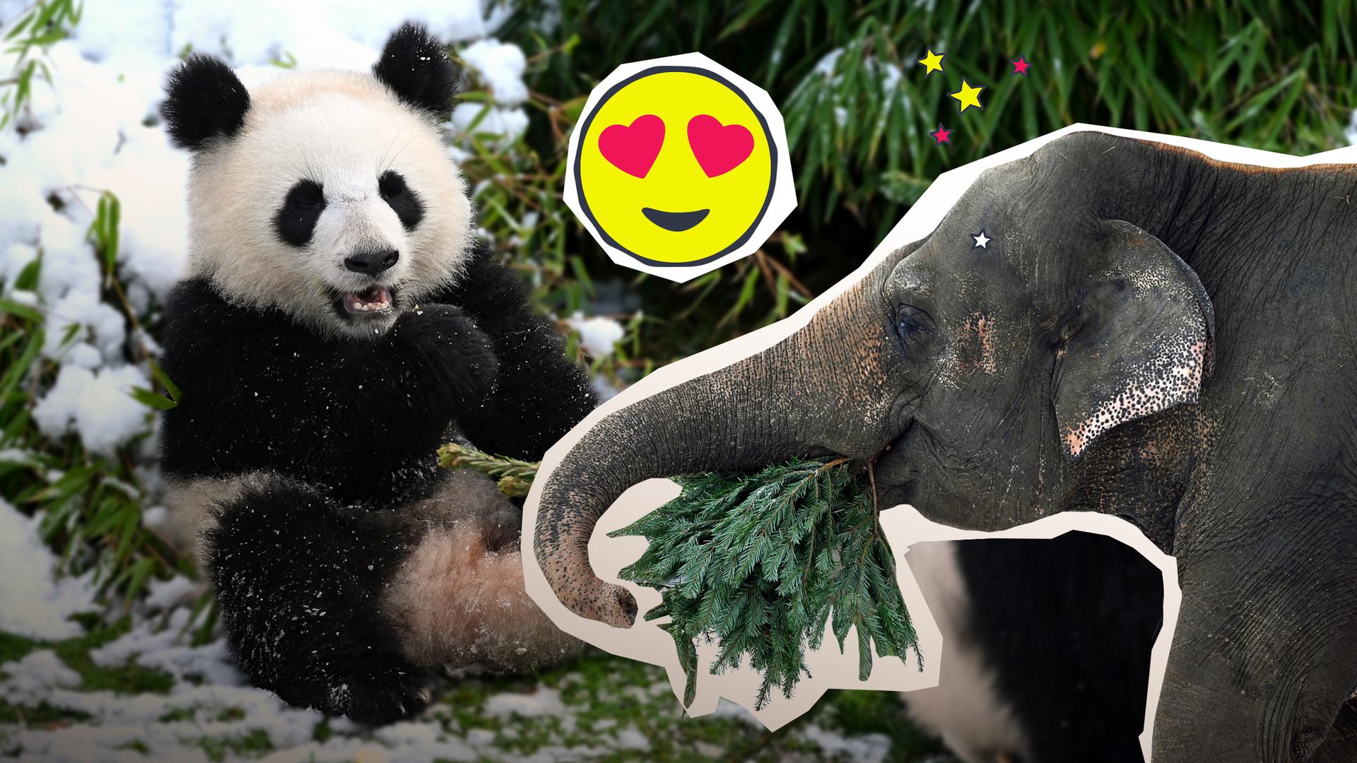 Die Tiere im Berliner Zoo essen Weihnachtsbäume