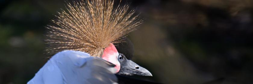 Eine Kronenkranich-Henne im Profil
