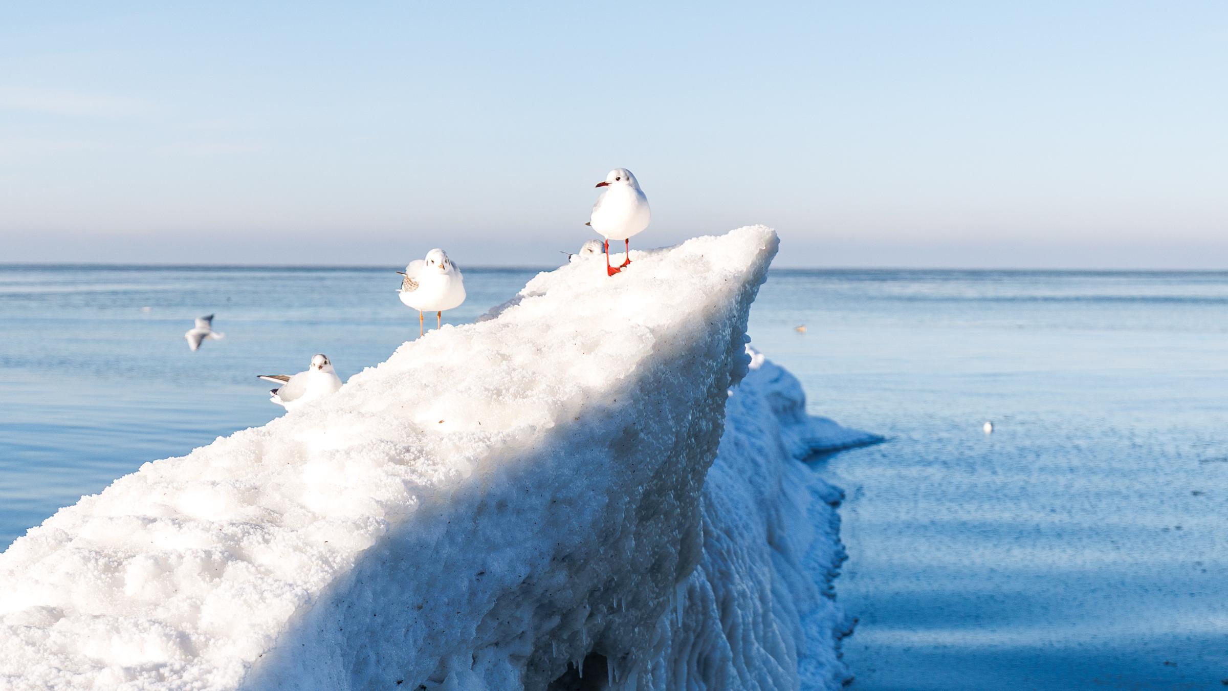 In der Ostsee ist ein Eisberg zu sehen, auf dem einige Möwen Pause machen. 