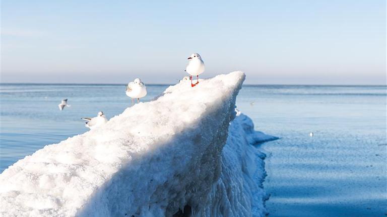 In der Ostsee ist ein Eisberg zu sehen, auf dem einige Möwen Pause machen. 