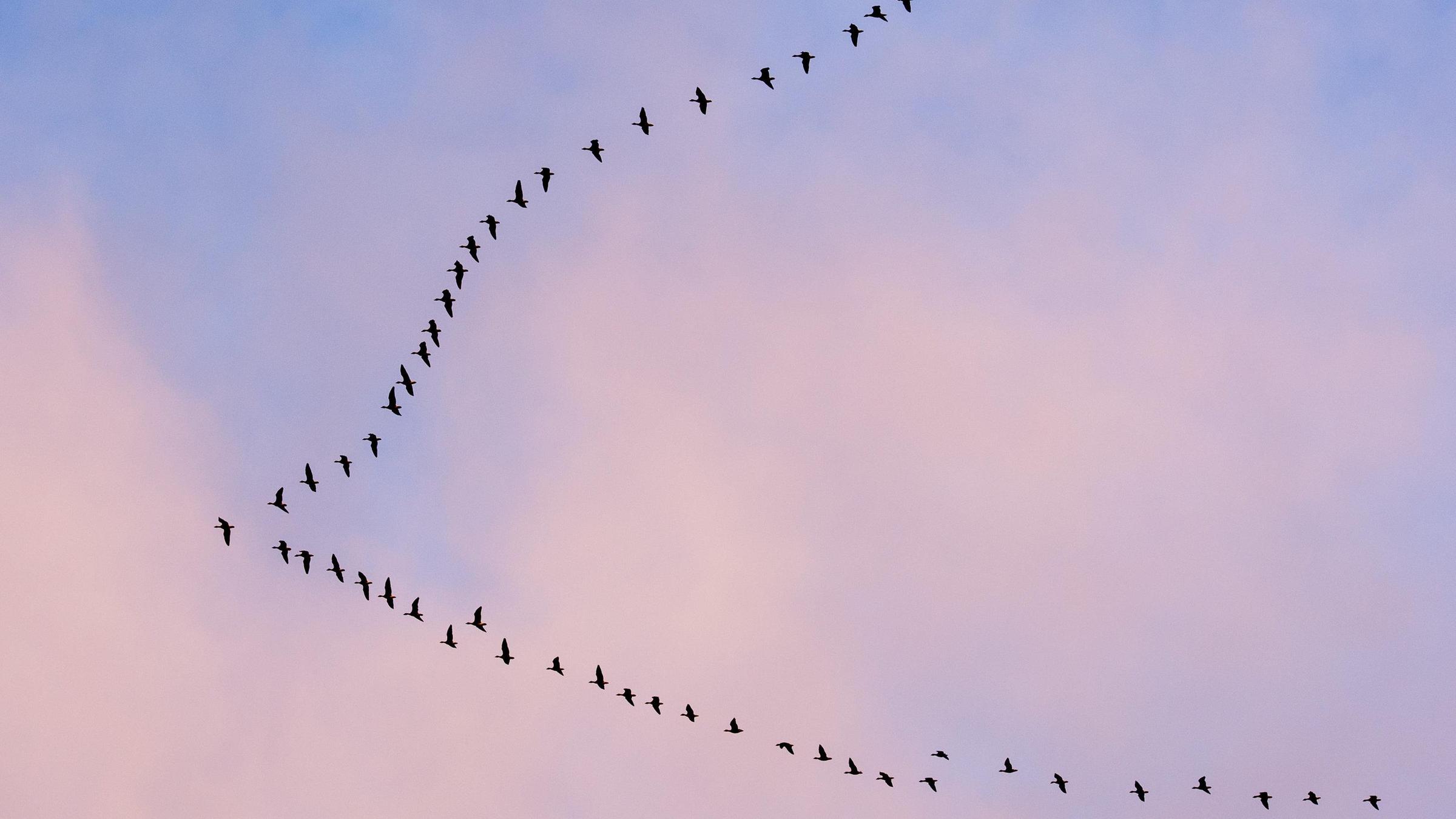 Wildgänse in Formation