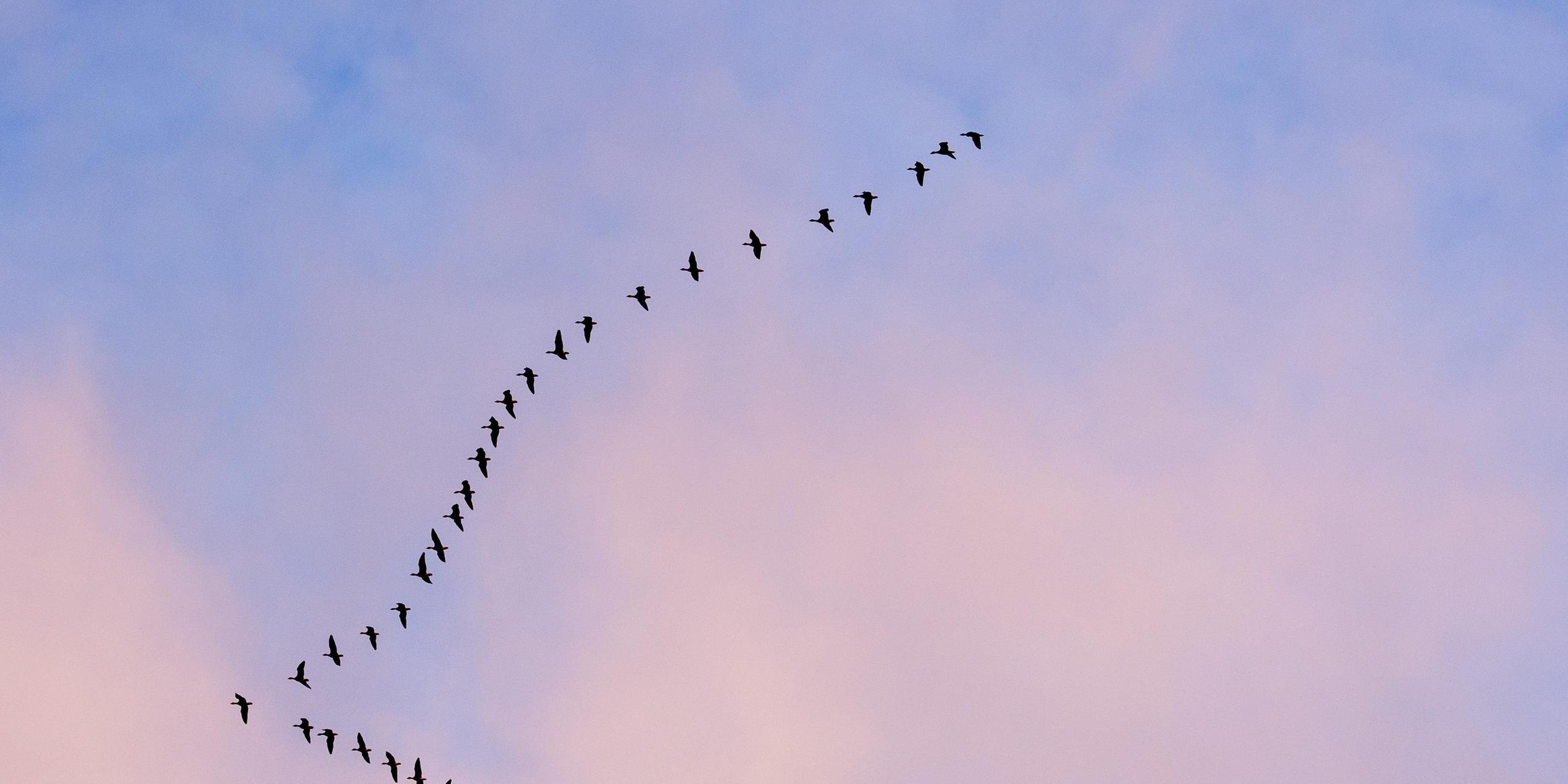 Wildgänse in Formation