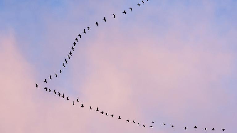 Wildgänse in Formation