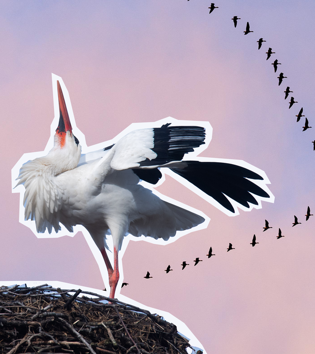 Zugvögel in V-Formation im Hintergrund, im Vordergrund ein Storchennest