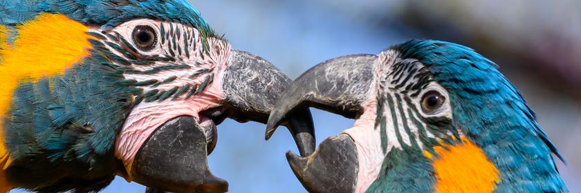 Zwei Papageien in Leipzig