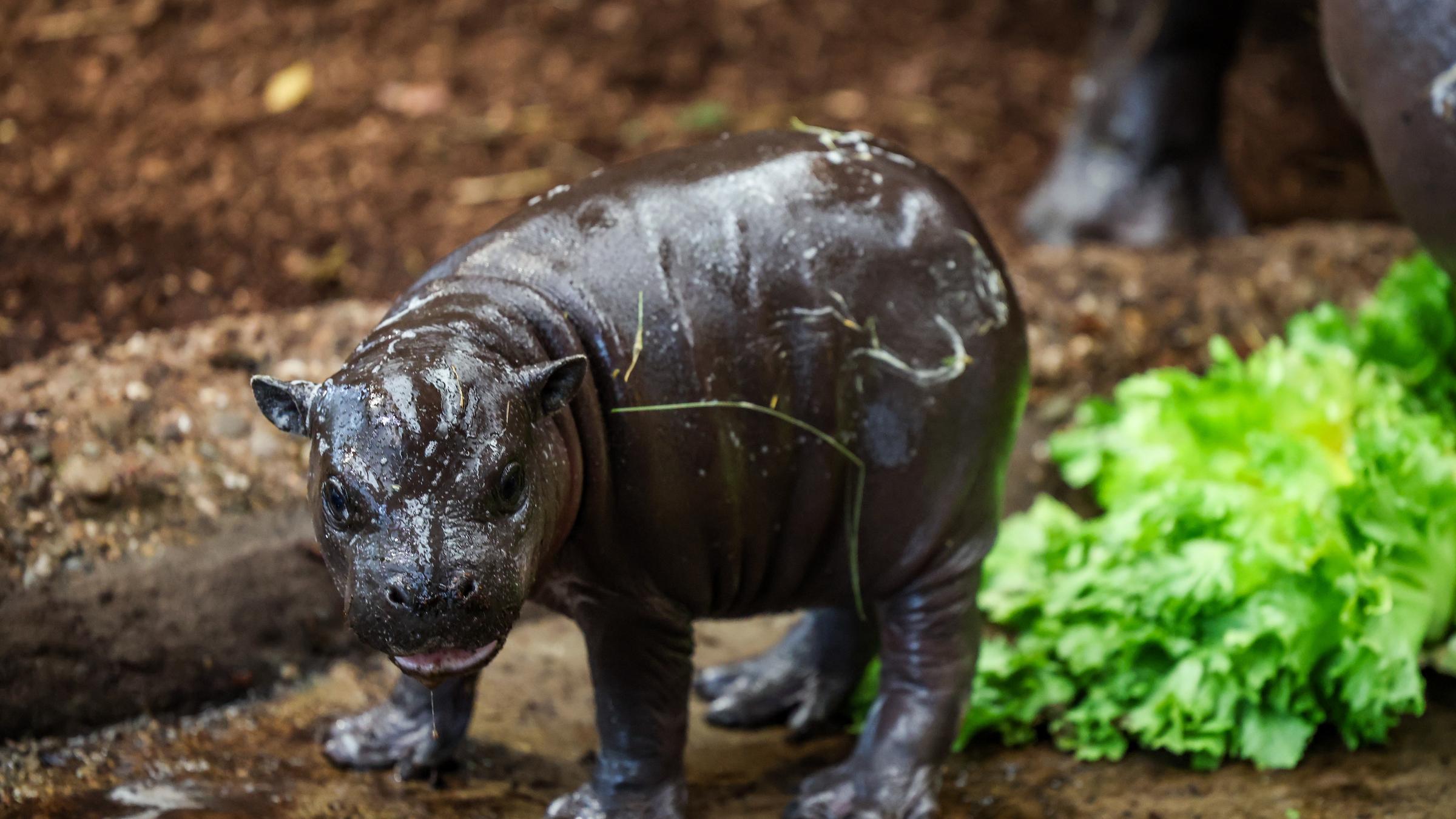Zwergflusspferd Panya steht im öffentlichen Gehege neben Salaten, die ihre Mutter Ayoka frisst. Das Jungtier war am 26.11.2025 geboren worden und wurde jetzt der Öffentlichkeit vorgestellt.