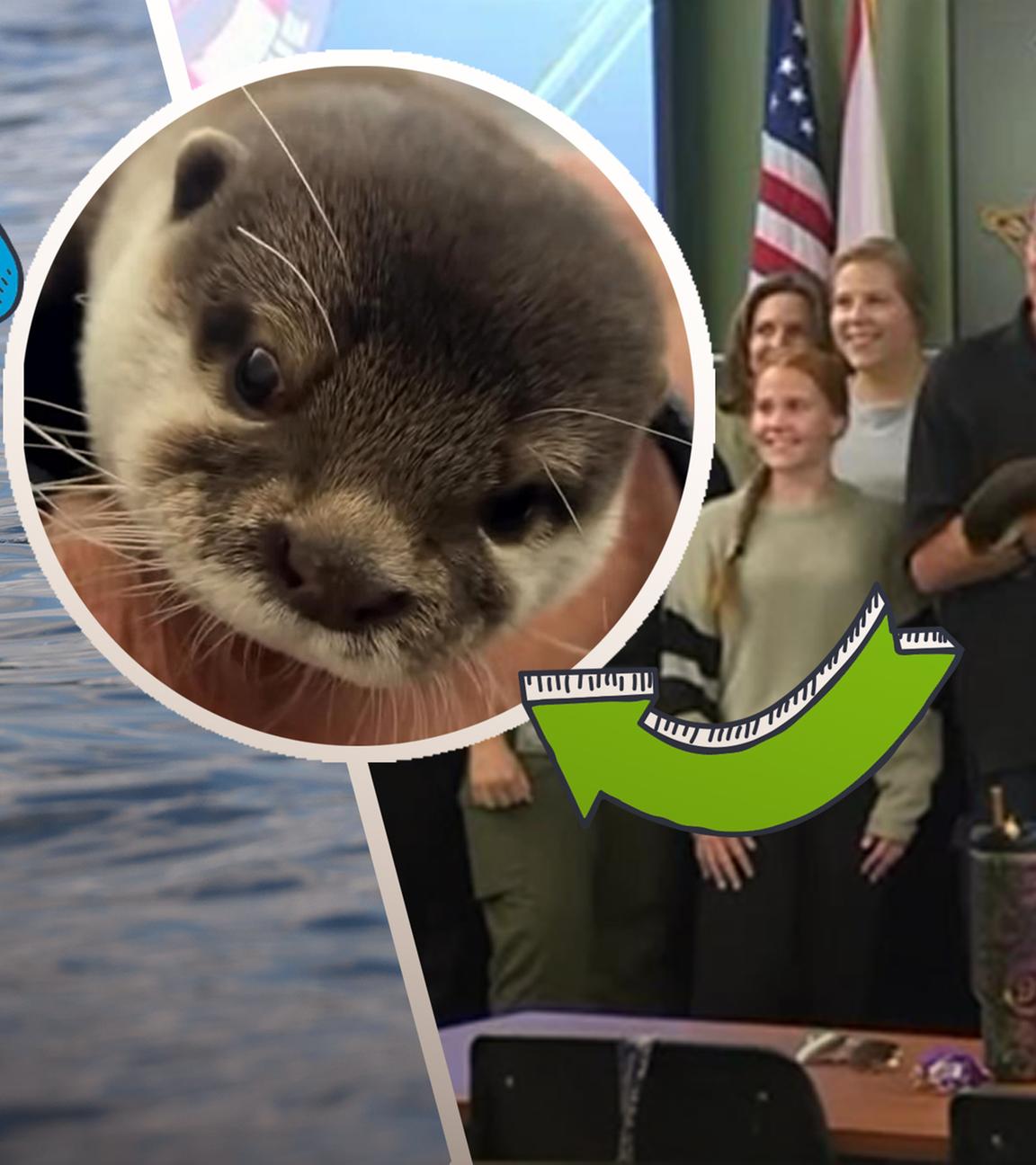 Ein Zwergotter namens Splash und sein Team bei der Such- und Rettungsorganisation