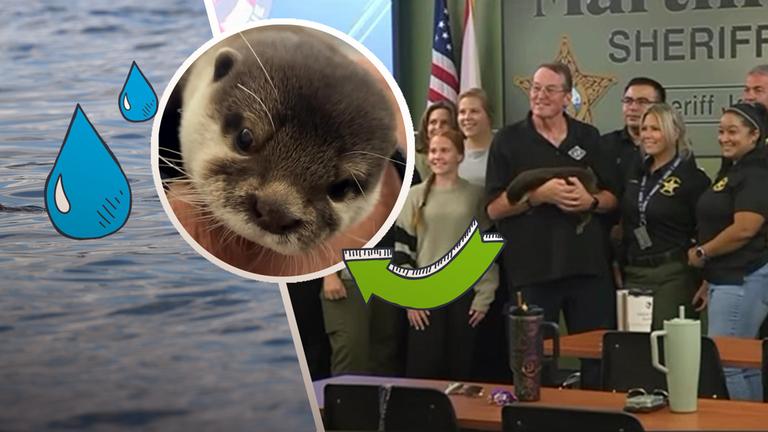 Ein Zwergotter namens Splash und sein Team bei der Such- und Rettungsorganisation